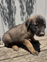 Sandy’s male (orange), a male Belgian Malinois and Golden Retriever for sale in Jacksonville, TX – Photo 2 of 3