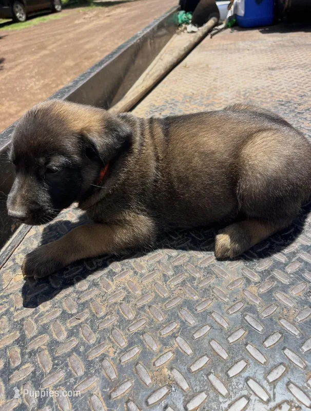 Sandy’s male (orange) – Belgian Malinois, Golden Retriever puppy for sale in Jacksonville, TX