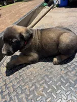 Sandy’s male (orange), a male Belgian Malinois and Golden Retriever for sale in Jacksonville, TX – Photo 1 of 3
