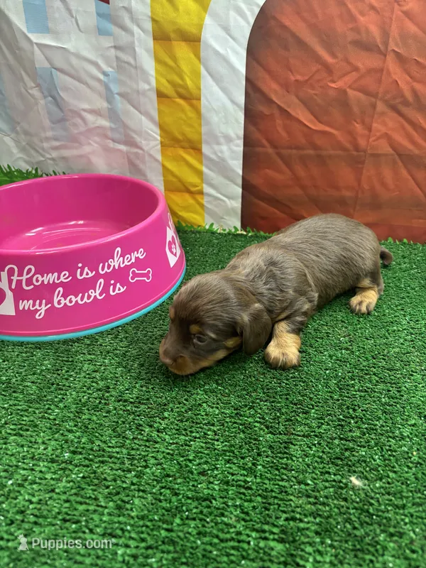 Cher’s girl – Miniature Dachshund puppy on hold in Jacksonville, TX