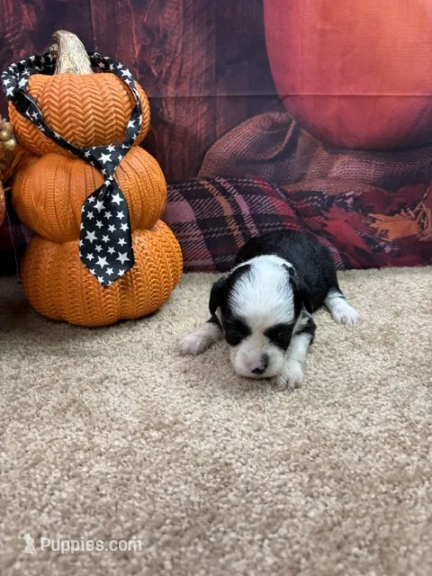 Bluie's boy (black) – Miniature Aussiedoodle puppy for sale in Jacksonville, TX