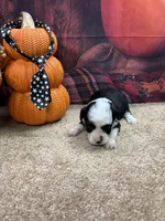 Bluie's boy (black), a male Miniature Aussiedoodle for sale in Jacksonville, TX – 1 of 1