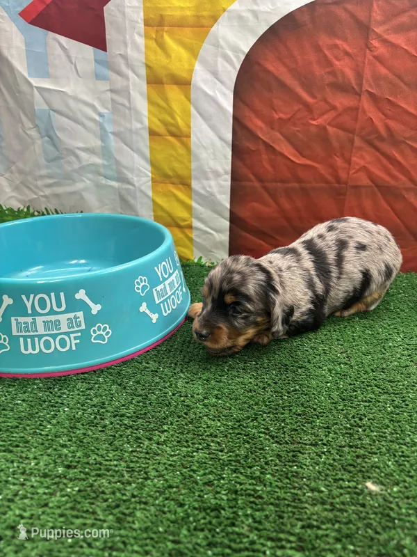 Cher’s male – Miniature Dachshund puppy for sale in Jacksonville, TX