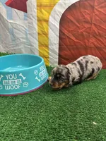Cher’s male, a male Miniature Dachshund for sale in Jacksonville, TX – 1 of 2