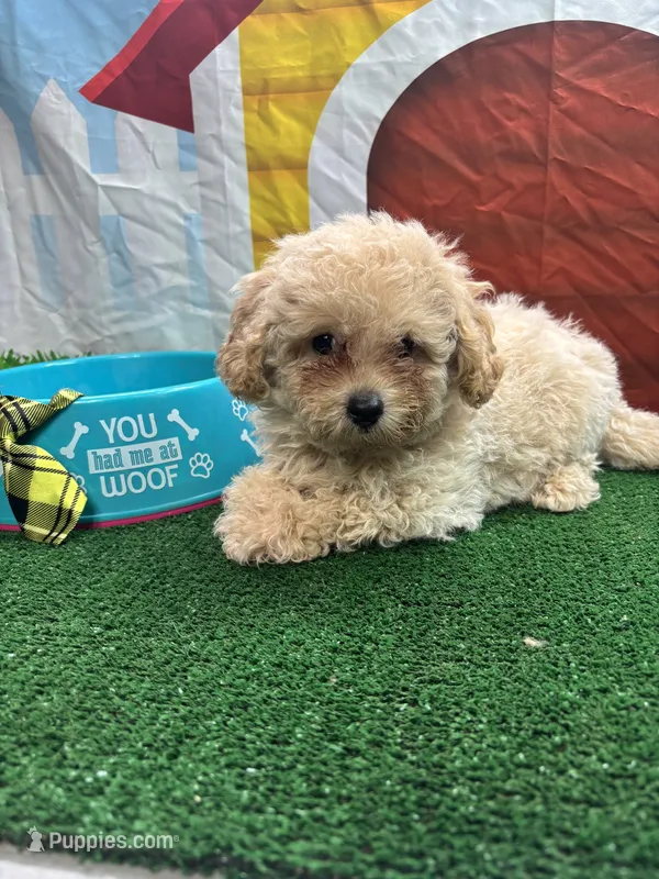 Anna's male (green) – Poochon puppy for sale in Jacksonville, TX
