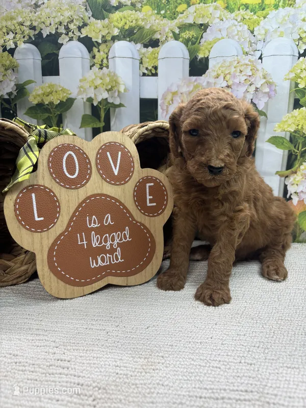 Harper's male (green) – Poodle - Standard  puppy for sale in Jacksonville, TX