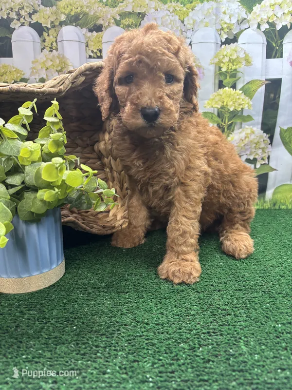 Harper's male – Poodle - Standard  puppy for sale in Jacksonville, TX