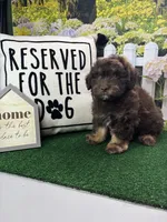 Dawn’s male, a male Miniature Aussiedoodle for sale in Jacksonville, TX – Photo 2 of 8