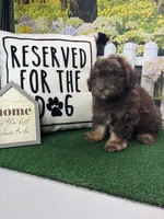 Dawn’s male, a male Miniature Aussiedoodle for sale in Jacksonville, TX – Photo 3 of 8