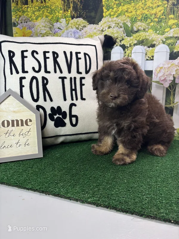 Dawn’s male – Miniature Aussiedoodle puppy for sale in Jacksonville, TX