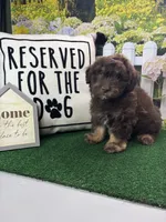 Dawn’s male, a male Miniature Aussiedoodle for sale in Jacksonville, TX – Photo 1 of 8