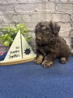 Dawn’s male, a male Miniature Aussiedoodle for sale in Jacksonville, TX – Photo 5 of 8