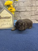 Dawn’s male, a male Miniature Aussiedoodle for sale in Jacksonville, TX – Photo 3 of 3