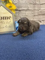 Dawn’s male, a male Miniature Aussiedoodle for sale in Jacksonville, TX – Photo 1 of 3