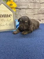 Dawn’s male, a male Miniature Aussiedoodle for sale in Jacksonville, TX – Photo 2 of 3