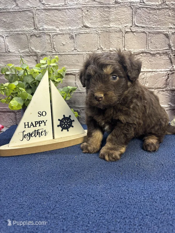 Dawn’s male – Miniature Aussiedoodle puppy for sale in Jacksonville, TX