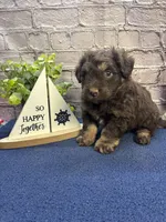 Dawn’s male, a male Miniature Aussiedoodle for sale in Jacksonville, TX – Photo 4 of 8