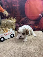 Rose's male, a male Cavalier King Charles Spaniel for sale in Jacksonville, TX – 1 of 2