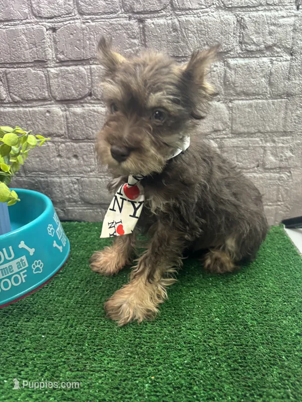 Charlie's male (white) – Miniature Schnauzer puppy for sale in Jacksonville, TX