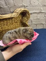 Nala's girl AKC, a female French Bulldog for sale in Jacksonville, TX – Photo 2 of 2