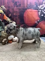Nala's girl AKC, a female French Bulldog for sale in Jacksonville, TX – 2 of 6