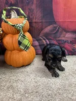 Bluie's boy (green), a male Miniature Aussiedoodle for sale in Jacksonville, TX – 1 of 1