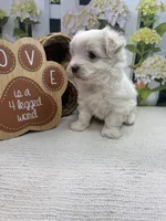 May’s male, a male Maltese for sale in Jacksonville, TX – 2 of 3