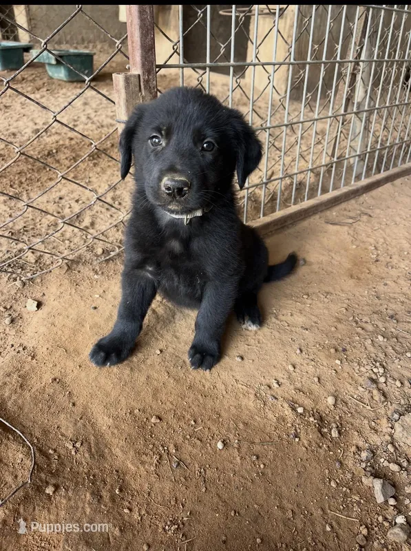 Sandy’s Male (silver) – Belgian Malinois, Golden Retriever puppy on hold in Jacksonville, TX