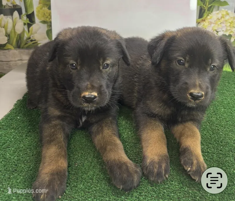 Sandy’s boys – Belgian Malinois, Golden Retriever puppy for sale in Jacksonville, TX