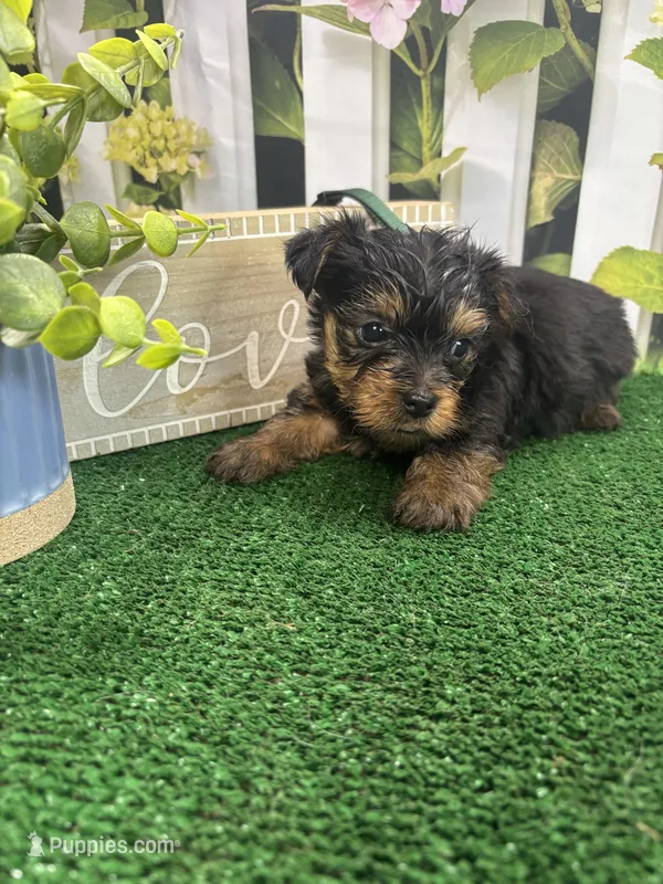 Phoebe's male (Green) – Yorkshire Terrier puppy for sale in Jacksonville, TX