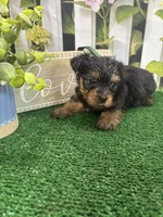 Phoebe's male (Green), a male Yorkshire Terrier for sale in Jacksonville, TX – Photo 1 of 2
