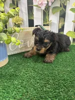 Phoebe's male (Green), a male Yorkshire Terrier for sale in Jacksonville, TX – Photo 2 of 2