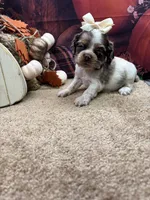 Bunny's girl (gray), a female Cocker Spaniel for sale in Jacksonville, TX – 1 of 2