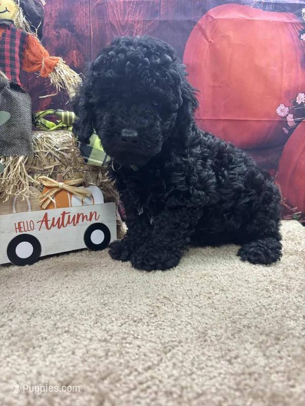 Paisley's boy (green) – Poodle - Miniature  puppy for sale in Jacksonville, TX