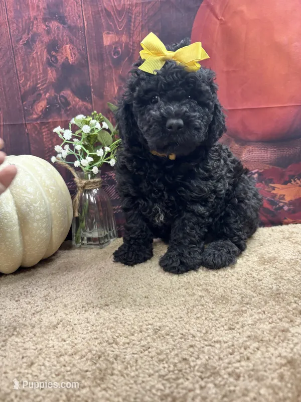 Paisley's girl – Poodle - Miniature  puppy for sale in Jacksonville, TX
