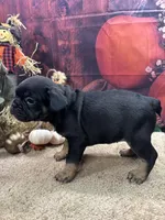 Nala's girl AKC, a female French Bulldog for sale in Jacksonville, TX – 1 of 6