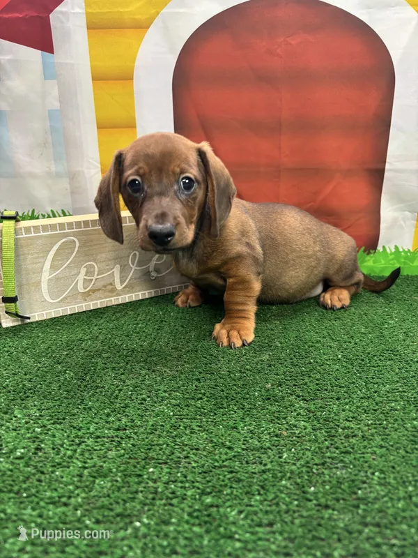 Piper's Male (green) – Miniature Dachshund puppy for sale in Jacksonville, TX