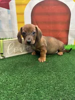 Piper's Male (green), a male Miniature Dachshund for sale in Jacksonville, TX – 1 of 5