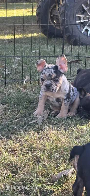 Nala's girl AKC – French Bulldog puppy for sale in Jacksonville, TX