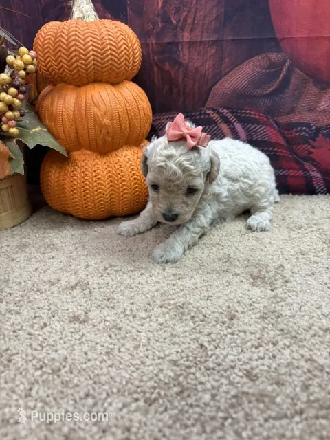 Paisley's girl  – Poodle - Miniature  puppy for sale in Jacksonville, TX