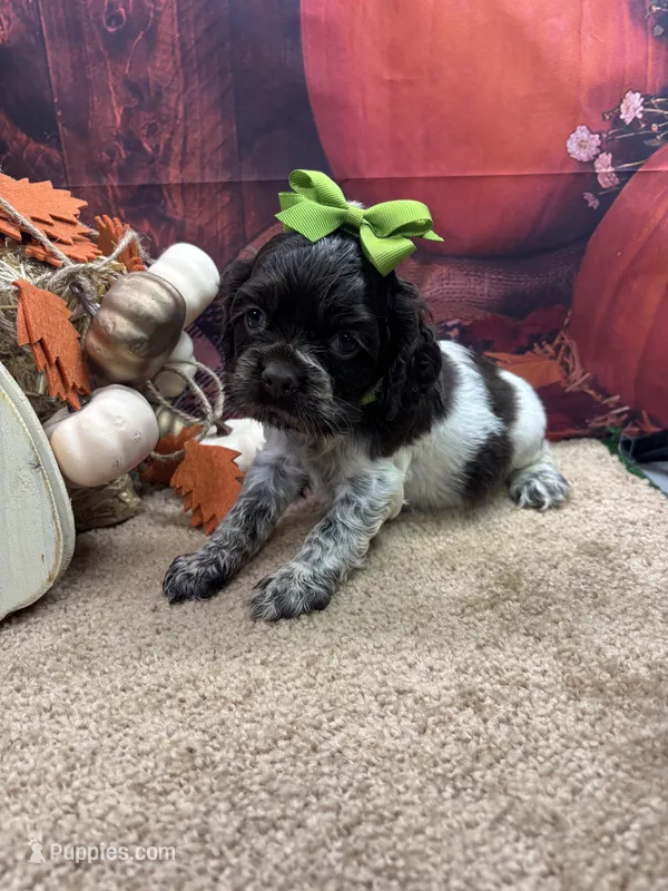 Bunny's girl (green) – Cocker Spaniel puppy for sale in Jacksonville, TX