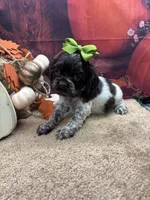 Bunny's girl (green), a female Cocker Spaniel for sale in Jacksonville, TX – 1 of 2