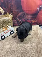 Nala's girl, a female French Bulldog for sale in Jacksonville, TX – 3 of 5
