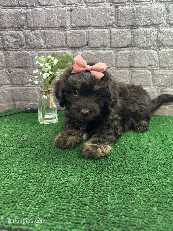 Dawn's girl (pink) – Miniature Aussiedoodle puppy on hold in Jacksonville, TX