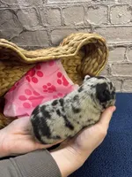 Nala's girl AKC, a female French Bulldog for sale in Jacksonville, TX – Photo 1 of 2