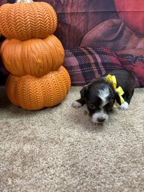Bluie's girl (yellow) – Miniature Aussiedoodle puppy for sale in Jacksonville, TX