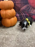Bluie's girl (yellow), a female Miniature Aussiedoodle for sale in Jacksonville, TX – 1 of 1