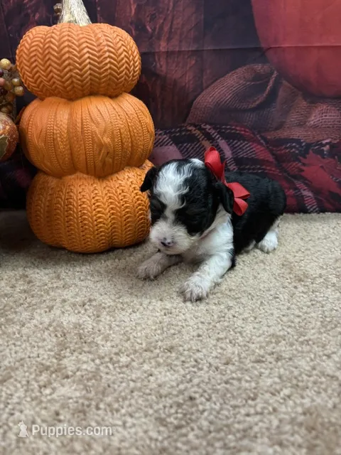 Bluie's girl (red) – Miniature Aussiedoodle puppy for sale in Jacksonville, TX