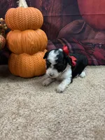 Bluie's girl (red), a female Miniature Aussiedoodle for sale in Jacksonville, TX – 1 of 1
