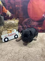 Nala's girl, a female French Bulldog for sale in Jacksonville, TX – 2 of 5